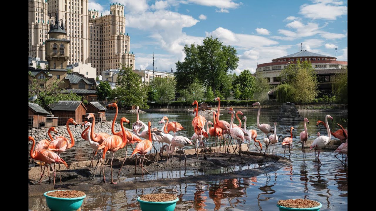 Московский зоопарк — фото 2